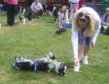 Showing off my new tricks at the GLBCR Rescue Reunion Picnic!